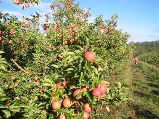 Pick Your Own At Spring Valley Orchard