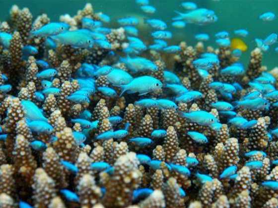 Mackerel Islands Dive