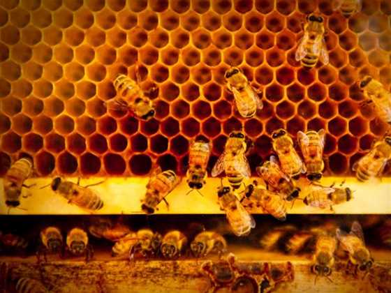 The House of Honey