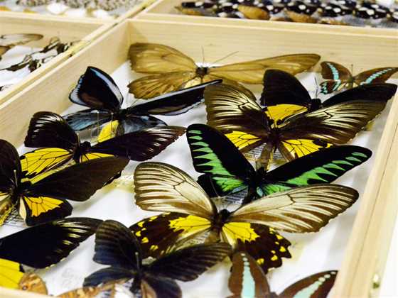 Butterfly Museum