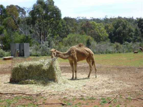 Calamunnda Camel Farm