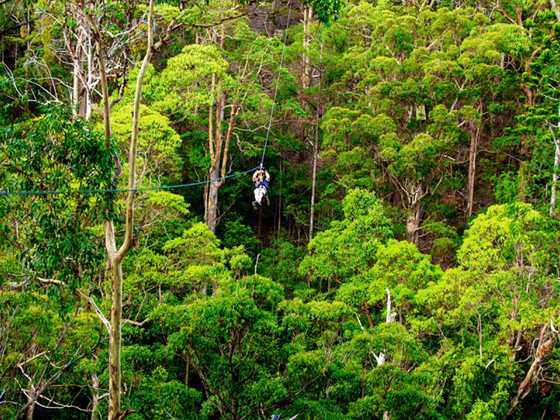 TreeTop Challenge Gold Coast - Australia