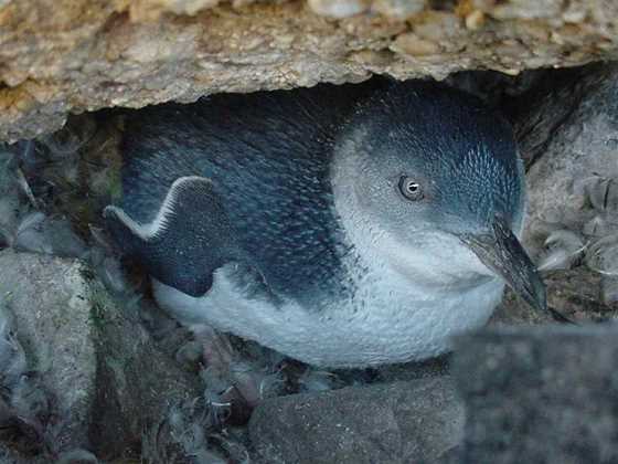 Penguin Observation Centre