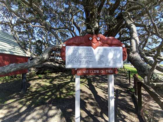 Te Waha O Rerekohu - Oldest Pohutukawa Tree