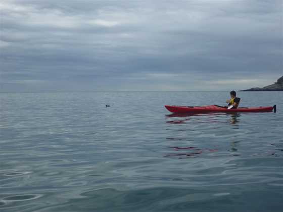 Eden Wildlife Cruises & Sea Kayaking