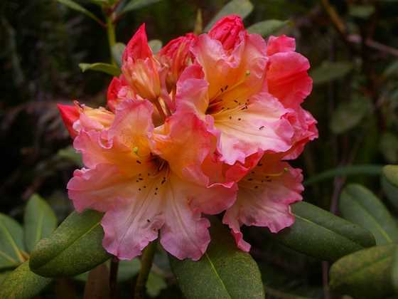 Campbell Rhododendron Gardens