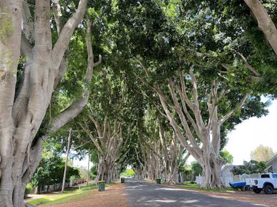 Fig Tree Avenue