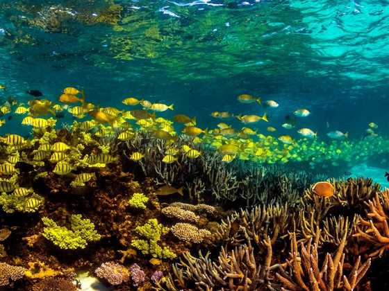 Snorkel the Ningaloo Reef