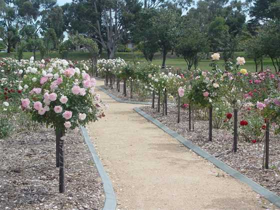 Victoria Park Rose Garden