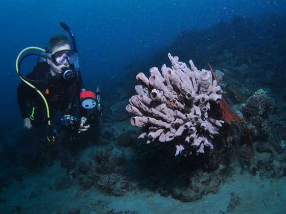 Eddy Reef Dive Site
