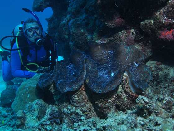 Coral Gardens Dive Site, Flynn Reef