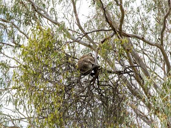 Koala Spotting Narrandera
