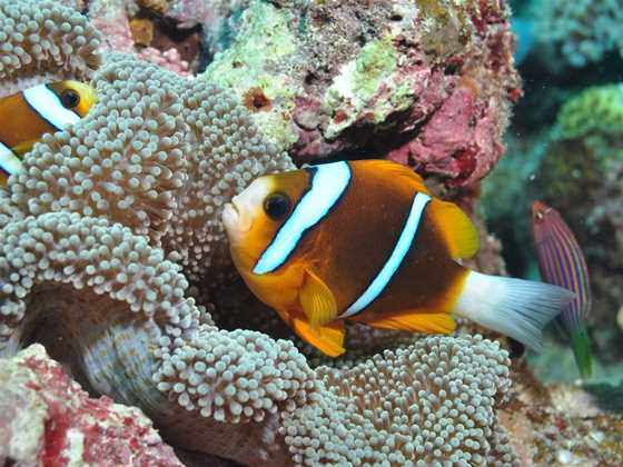 Thetford Reef Dive Site
