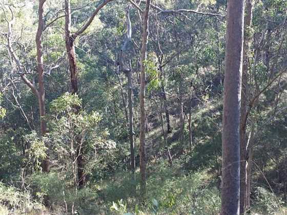 Toohey Forest
