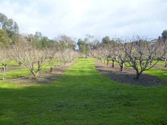 Toora Heritage Pear Orchard