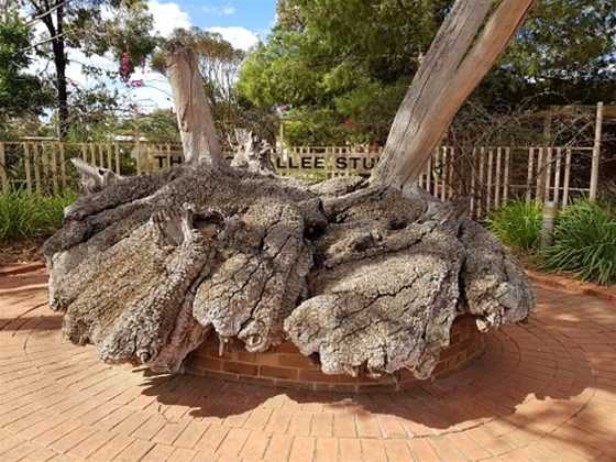 Big Mallee Root Stump