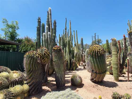 Orana Cactusworld