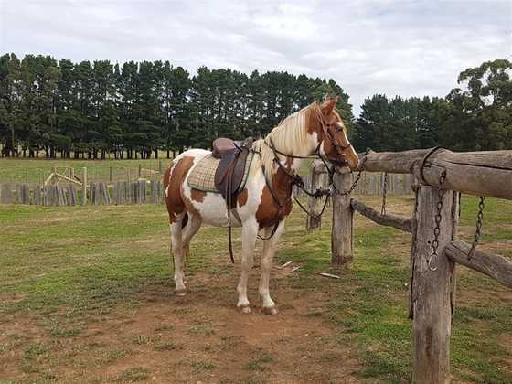 Silver Brumby Trails