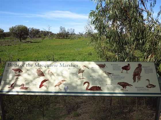 Macquarie Marshes Bird Viewing Platform