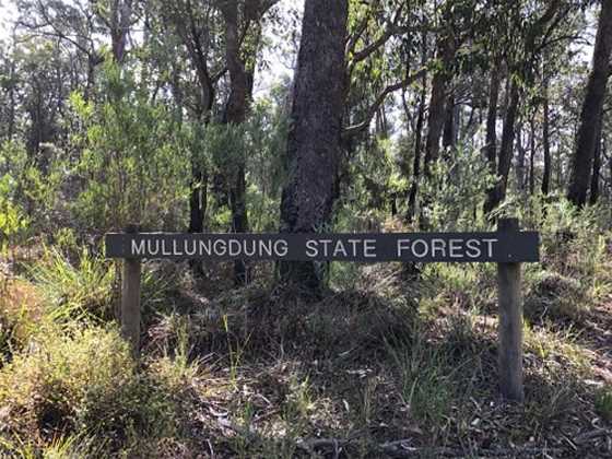 Mullungdung State Forest