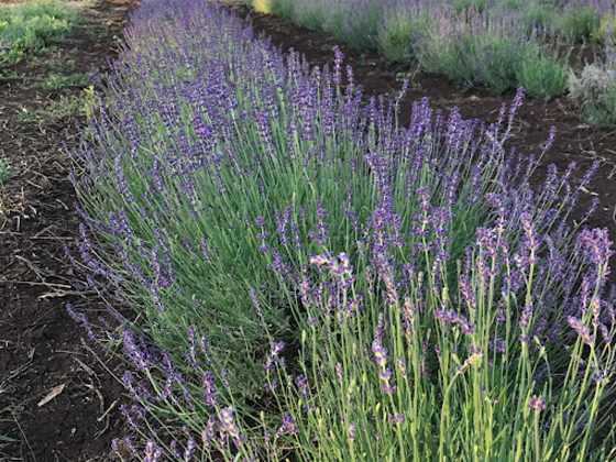 Wyoming Lavender Estate