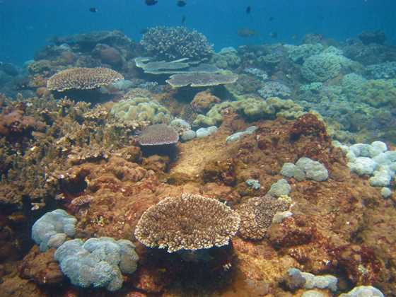 Flinders Reef Dive Site