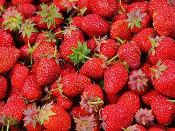 Aida Strawberry Farm