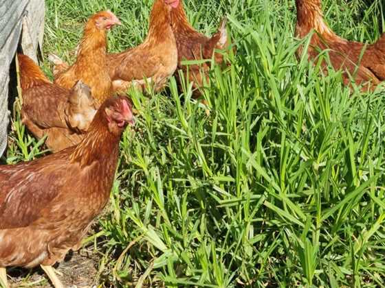Chickens Down South (Redmond West Farm)