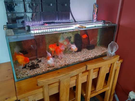 Goldfish Kitchen