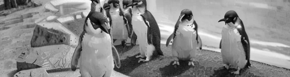 Penguin & Seal Island Cruises - Localista