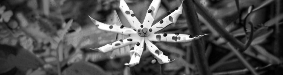 Wildflowers of Toodyay - Localista