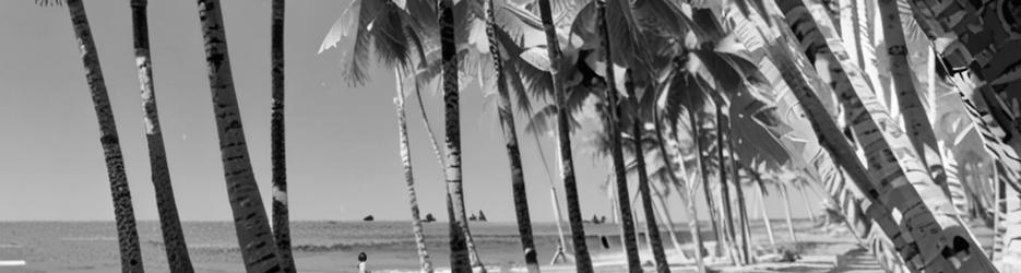 Palm Cove - Localista