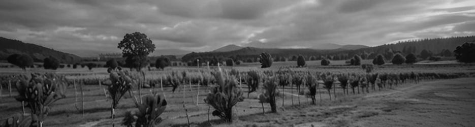 Warrina Wines - Localista