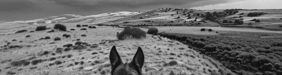 Bogong Horseback Adventures - Localista