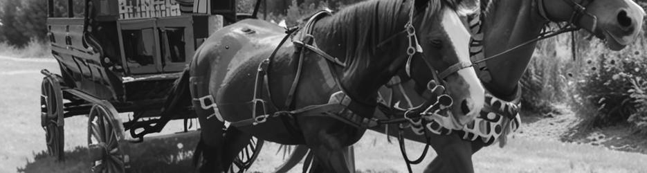 Hunter Valley Horses Carriage Tours - Localista