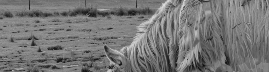 Hanging Rock Llama Treks - Localista