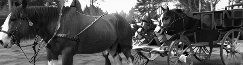 Bunya Mountains Horse Drawn Tours - Localista