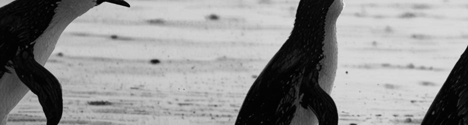 Phillip Island Tours - Best Penguin Parade Tours from Melbourne - Localista