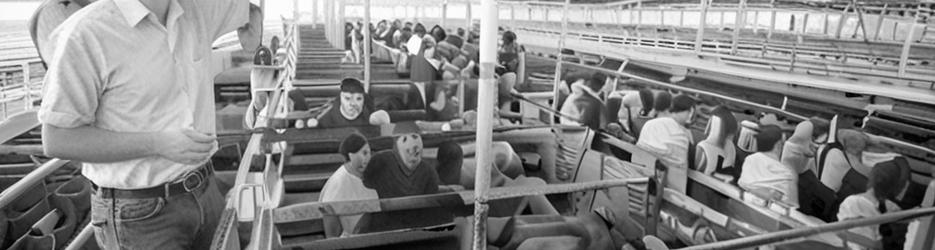 Dalby Saleyards Tours - WDRC - Localista