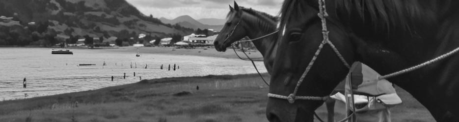 Australian Horse Adventures Tasmania - Localista