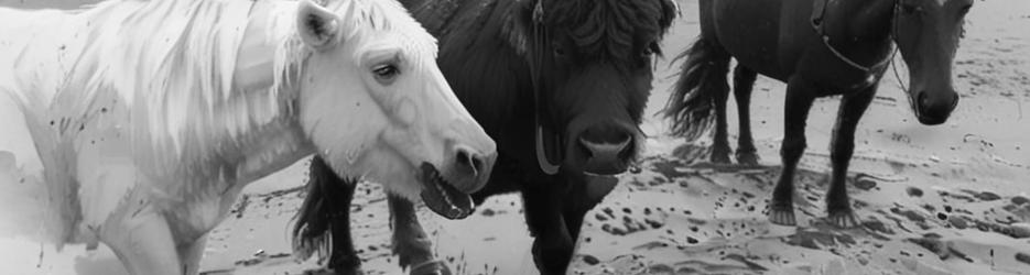 Christchurch Icelandic Horse Treks - Localista