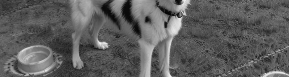 Timberline Racing Siberian Huskies - Localista