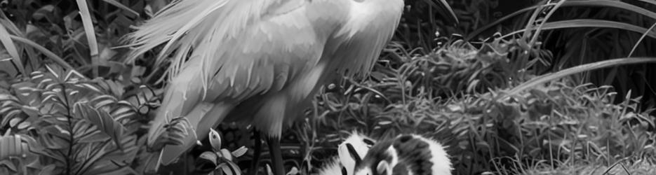 White Heron Sanctuary Tours, Whataroa - Localista