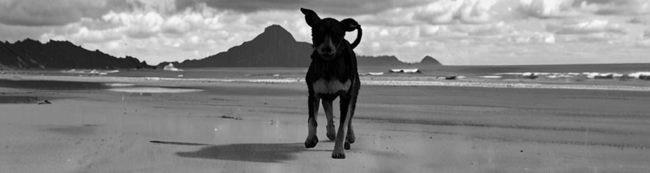 Marsden Point Beach - Localista