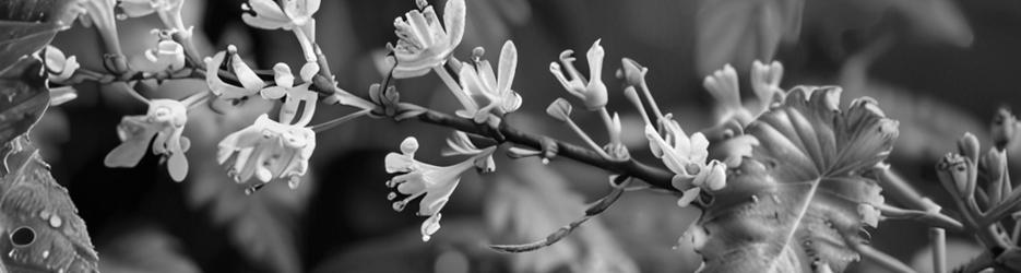 Ku-ring-gai Wildflower Garden - Localista