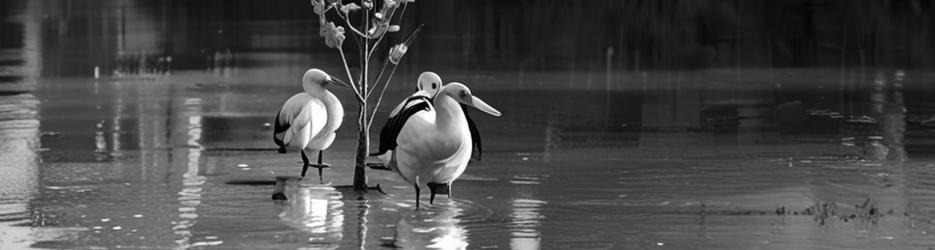 Birdwatching in Narrandera - Localista