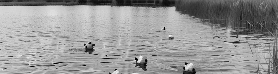 Heathdale Glen Orden Wetlands - Localista