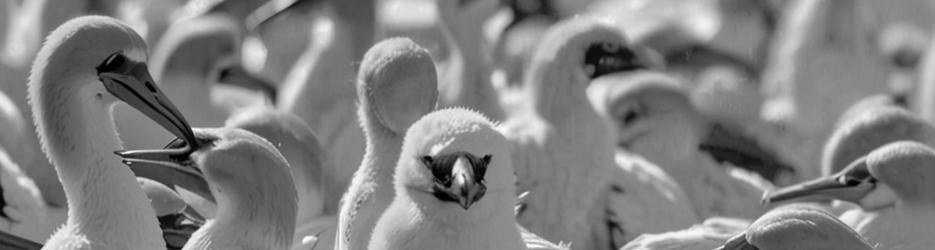 Point Danger Gannet Colony - Localista