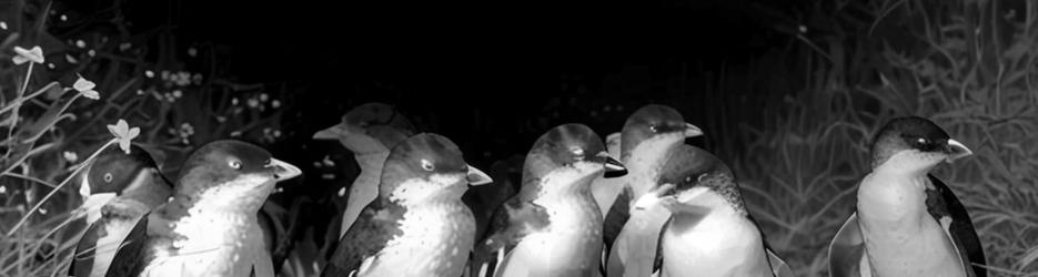 Phillip Island Penguin Parade Tour - Localista