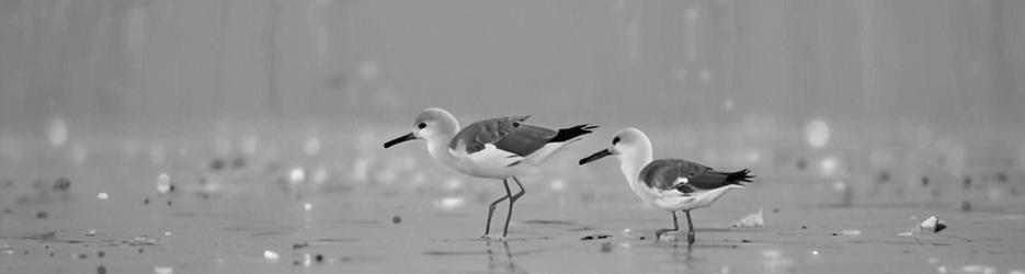 Broome Bird Observatory - Localista